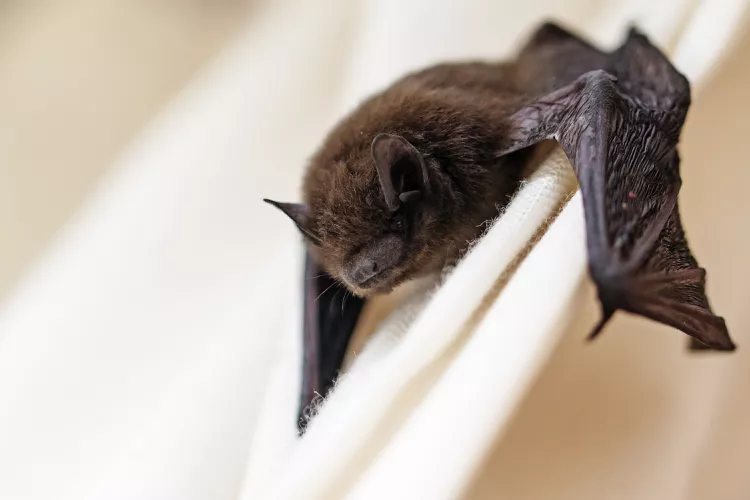 Bat