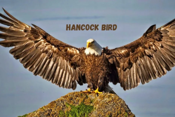 hancock bird meaning