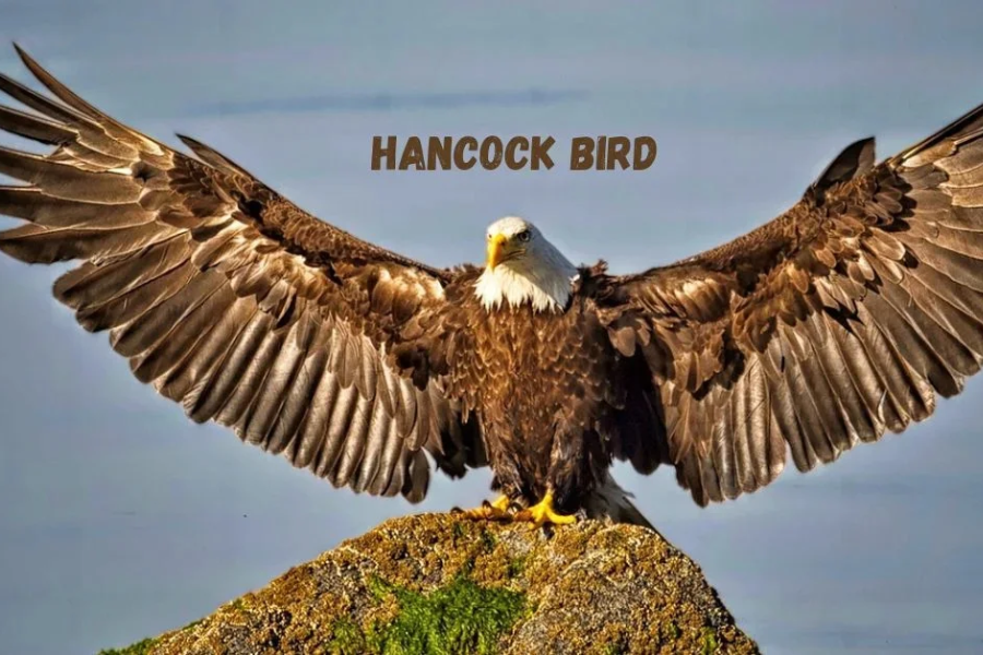 hancock bird meaning